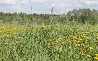 Field yellowflowers trees clouds sky - the foreground and trees free wallpaper
