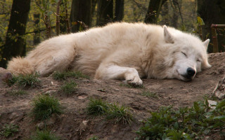 White wolf dirt hill nature - peaceful free wallpaper