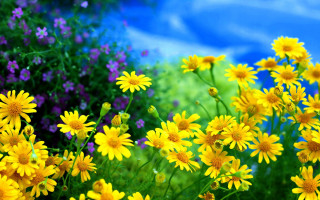 Yellow purple flower field blue - purple flower free wallpaper for desktop