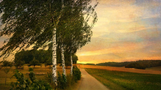 Path field trees sunset clouds - alexander jansson free wallpaper