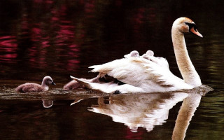 Swan babies pond red background - a swan free wallpaper
