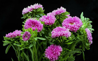 Pink hydrangea morning glory leaf - a black background behind them free wallpaper