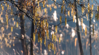 Yellow leaves yellow flowers cityscape - soft light free wallpaper