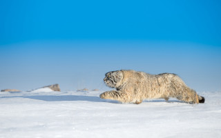 White animal snow field sky - field free wallpaper