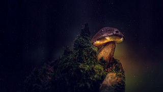 Mushroom light tree branch night - a mushroom free wallpaper