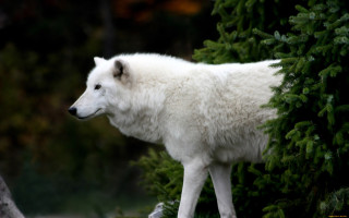 White wolf tree branch forest - a white wolf free wallpaper