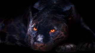 Black leopard orange eyes lying - orange eye free wallpaper