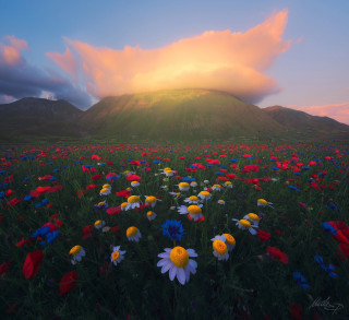 Flower field mountain sunset clouds - free spring wallpaper for tablet