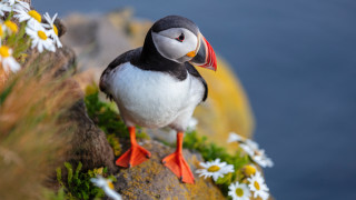 Bird red beak rock daisies 2 - foot free wallpaper