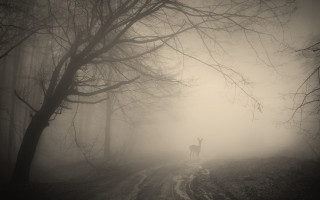 Deer forest foggy moon bamboo - a deer free wallpaper