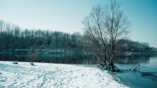 Snowy tree lake winter nature - a few tree free wallpaper