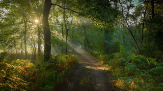 Sunshine forest path leaves branches - radiant free wallpaper for desktop