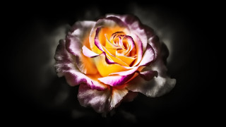 Pink white rose dark room - an airbrush painting free wallpaper for desktop