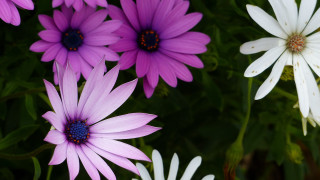 Purple flower garden macro bouquet - constance copeman free wallpaper