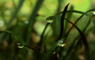 Grass water drops macro blurry - leaf and grass free wallpaper