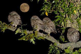 Owls night moon branch bamboo 2 - the moon in the background free wallpaper