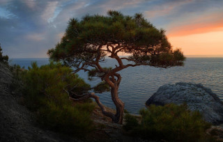 Tree cliff ocean sunset matte - a cliff free wallpaper