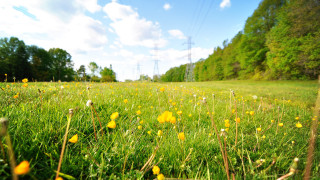 Flower field power lines sky - power free wallpaper
