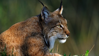 Cat closeup grass ears closed - ear free wallpaper