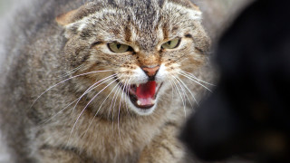 Cat angry open mouth realistic 2 - mouth wide free wallpaper