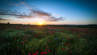 Flower field sunset clouds horizon - dave allsop free wallpaper