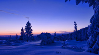 Snowy landscape trees sunset blue - tree and a sunset in the background free wallpaper