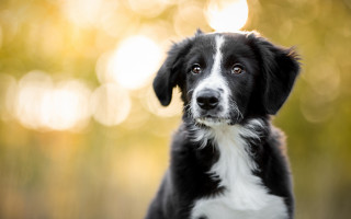 Black white dog bokeh moon - dog free wallpaper