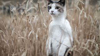 Cat serious surreal pastel dramatic - dramatic free wallpaper