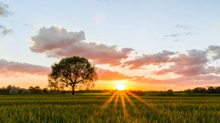 Sunset tree field horizon clouds - a tree and a sunset in the background free wallpaper