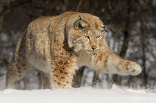 Lynx snowy woods paw furry - a lynx free wallpaper