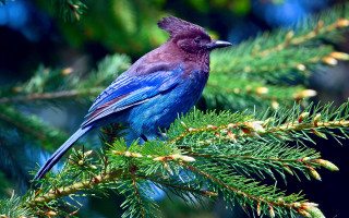Blue bird pine branch cones - charles bird king free wallpaper