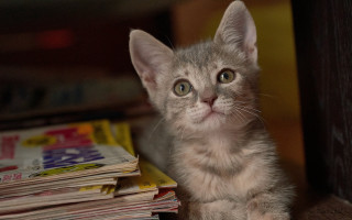 Kitten table newspapers curious photorealistic - curious free wallpaper