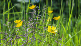 Yellow field butterfly ladybug sunlight - green grass free wallpaper