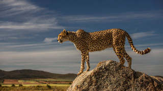 Cheetah rock field clouds wildlife - a cheetah free wallpaper