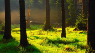 Forest light sunshine path grass - tree and grass free wallpaper for desktop