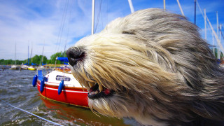 Dog boat water background impressionism - impressionism free wallpaper for desktop