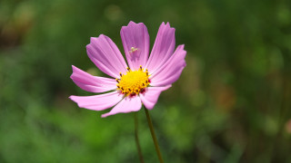 Pink flower yellow center field 2 - blurry free wallpaper