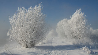 Snowy path trees bushes sunny 3 - free winter wallpaper
