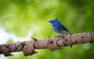 Blue bird branch green leaves 2 - a blue bird free wallpaper