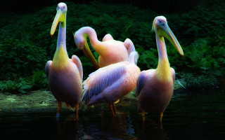 Pelicans forest water green holography - free nature wallpaper