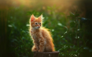 Orange kitten on stump in - the cat free wallpaper