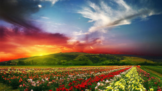 Flower field sunset clouds mountain 2 - arthur quartley free wallpaper