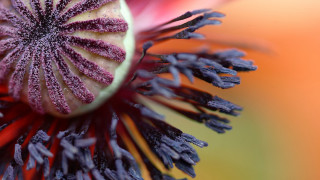 Flower closeup purple tips yellow - fiona stephenson free wallpaper