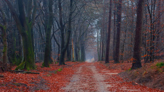 Dirt road forest autumn leaves 3 - a few bush and trees free wallpaper