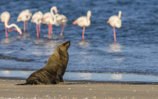 Seal flamingos beach ecological bokeh - the waters edge free wallpaper
