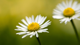 Daisies green field blurry background - yellow center free wallpaper