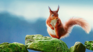 Red squirrel green rock moss - mossy free wallpaper for desktop