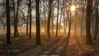 Sunbeam forest trees leaves sunset - the ground and the sun free wallpaper