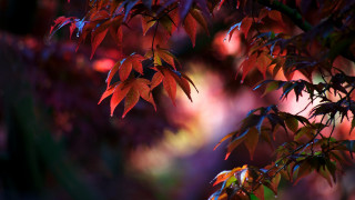 Red leaves fall tree macro - rich free wallpaper
