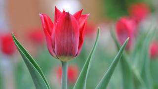 Red flower green stems field - green stem free wallpaper for desktop